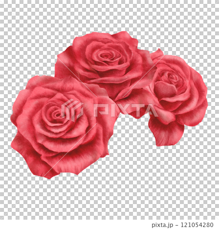 Red roses in a semicircular arrangement in realistic style in watercolor technique as a symbol of love,passion,desire.Hand-drawn watercolor illustration for Valentine's Day,Woman's day 121054280