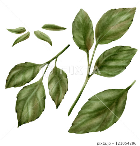 Red rose leaves on a branches with thorns and leaves from bud as a symbol of love and passion. The watercolor illustration is hand-painted on a transparent background Red rose leaves on a branches with thorns and leaves from bud as a symbol of love and passion. The watercolor illustration is hand-painted on a transparent background 121054296