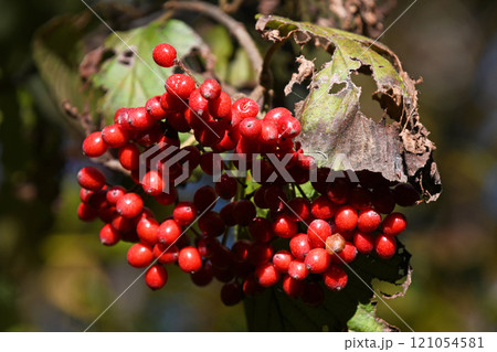 冬のガマズミの実 121054581