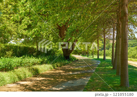 Big leafy trees standing in a row on a scenic garden route to the vineyards in Sellenbosch, South Africa. Park with trees and a pathway for strolling. Empty garden for relaxing and admiring nature 121055180