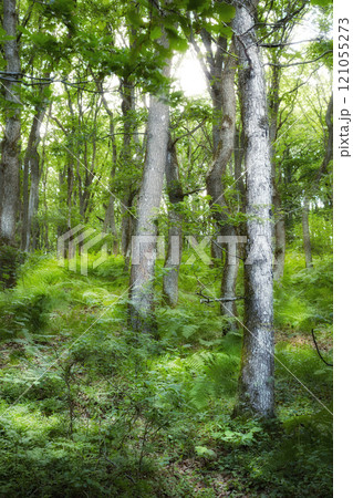 Landscape view of tall spruce trees in evergreen woods and forest nature with overgrown, lush bushes, shrubs, ferns in Denmark. Mother nature and scenic remote area in Norway. Plant foliage in Sweden Landscape view of tall spruce trees in evergreen woods and forest nature with overgrown, lush bushes, shrubs, ferns in Denmark. Mother nature and scenic remote area in Norway. Plant foliage in Sweden 121055273