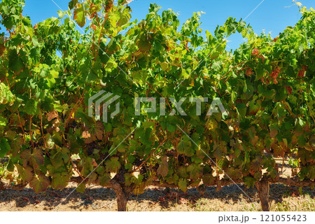 Home of South African wine 121055423