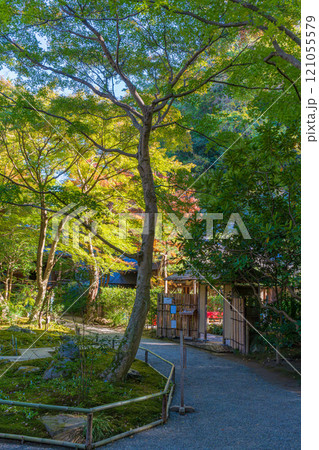 紅葉の鎌倉 明月院 紅葉の鎌倉 明月院 121055579
