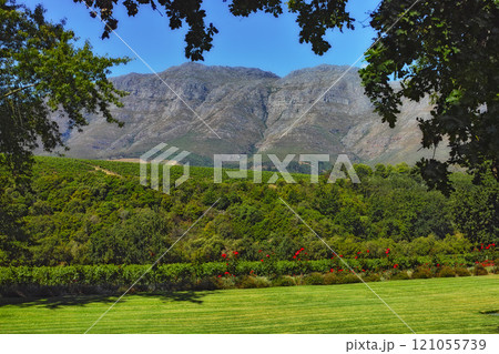 A photo of wine fields - Shot near Stellenbosch, Western Cape, South Africa. A photo of wine fields - Shot near Stellenbosch, Western Cape, South Africa. 121055739
