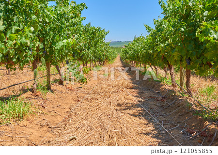 Home of South African wine. Vineyard row on a grape farm that produces wine in Stellenbosch. Wine making industry crops on a sunny day. Grapevines in summer. Beautiful green plants before harvest. Home of South African wine. Vineyard row on a grape farm that produces wine in Stellenbosch. Wine making industry crops on a sunny day. Grapevines in summer. Beautiful green plants before harvest. 121055855