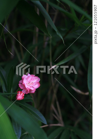 キョウチクトウの花 キョウチクトウの花 121055907