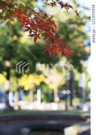公園の紅葉したもみじ 121055939