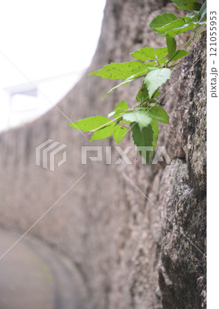 石垣のアイビー 121055953