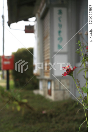廃業したタバコ屋と百日草 121055967