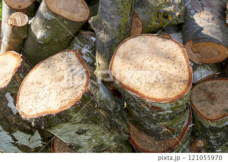 A pile of chopped tree logs outdoors on a summer day in a forest. Closeup of brown wooden texture background of sawn stamps for firewood in a lumberyard. Collecting dry timber cut hardwood for winter 121055970