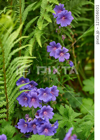 Closeup of vibrant, wild, purple meadow cranesbill flowers blossoming and growing in a remote field, forest, woods or home garden. Group of delicate, fresh plants blooming and flowering in a backyard 121056031