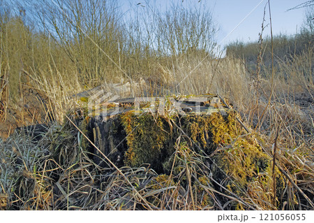 Closeup of green moss growing on a rotten tree stump in an empty Denmark swamp in early spring. Macro view detail if textured algae spreading, covering a wooden trunk in remote nature landscape Closeup of green moss growing on a rotten tree stump in an empty Denmark swamp in early spring. Macro view detail if textured algae spreading, covering a wooden trunk in remote nature landscape 121056055