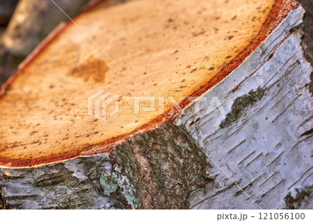 Chopped tree log from the forest. Closeup of brown wooden texture background of a cute tree stump for firewood in a lumberyard. Collecting dry split hardwood material for timber industry 121056100