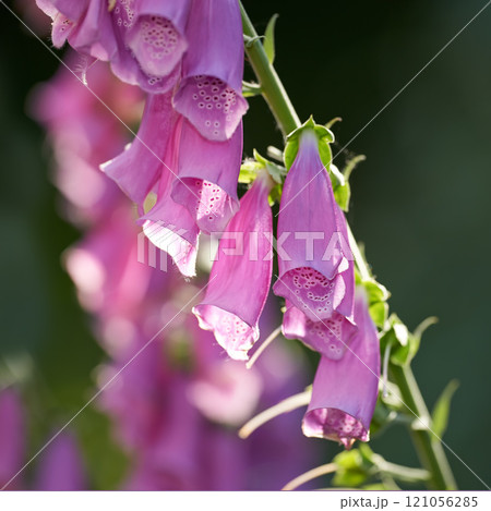 Purple Foxgloves blooming in its natural environment in summer. Digitalis purpurea growing in a botanical garden in nature. Flowering plants blossoming in a field in spring. Flora flourishing in yard 121056285