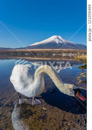紅葉と冠雪した秋の富士山　山中湖側　白鳥浜 121056404