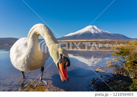 紅葉と冠雪した秋の富士山　山中湖側　白鳥浜 121056405