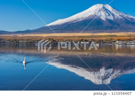 紅葉と冠雪した秋の富士山 山中湖側 白鳥浜 紅葉と冠雪した秋の富士山 山中湖側 白鳥浜 121056407