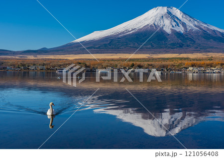 紅葉と冠雪した秋の富士山 山中湖側 白鳥浜 紅葉と冠雪した秋の富士山 山中湖側 白鳥浜 121056408