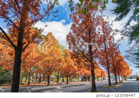 のんほいパーク、紅葉するメタセコイア並木〈愛知県豊橋市〉 のんほいパーク、紅葉するメタセコイア並木〈愛知県豊橋市〉 121056447