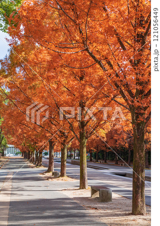 のんほいパーク、紅葉するメタセコイア並木〈愛知県豊橋市〉 のんほいパーク、紅葉するメタセコイア並木〈愛知県豊橋市〉 121056449