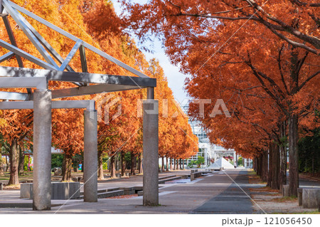 のんほいパーク、紅葉するメタセコイア並木〈愛知県豊橋市〉 121056450
