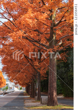 のんほいパーク、紅葉するメタセコイア並木〈愛知県豊橋市〉 121056451