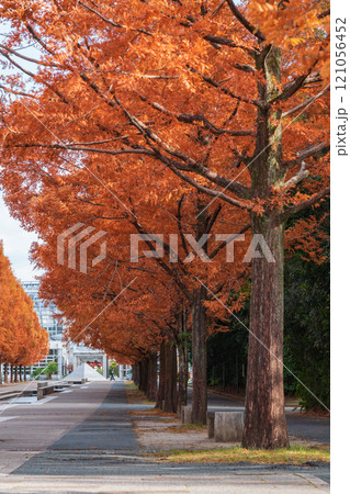 のんほいパーク、紅葉するメタセコイア並木〈愛知県豊橋市〉 のんほいパーク、紅葉するメタセコイア並木〈愛知県豊橋市〉 121056452