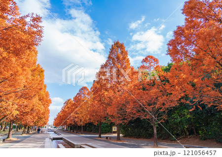 のんほいパーク、紅葉するメタセコイア並木〈愛知県豊橋市〉 121056457