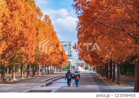 のんほいパーク、紅葉するメタセコイア並木〈愛知県豊橋市〉 121056458