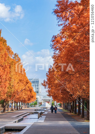 のんほいパーク、紅葉するメタセコイア並木〈愛知県豊橋市〉 のんほいパーク、紅葉するメタセコイア並木〈愛知県豊橋市〉 121056460