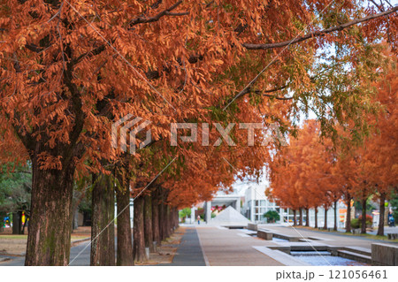 のんほいパーク、紅葉するメタセコイア並木〈愛知県豊橋市〉 121056461