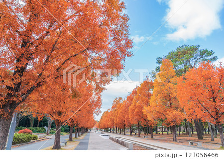 のんほいパーク、紅葉するメタセコイア並木〈愛知県豊橋市〉 121056466