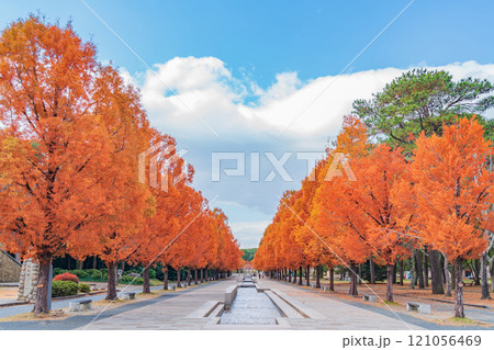 のんほいパーク、紅葉するメタセコイア並木〈愛知県豊橋市〉 のんほいパーク、紅葉するメタセコイア並木〈愛知県豊橋市〉 121056469