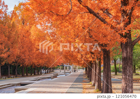 のんほいパーク、紅葉するメタセコイア並木〈愛知県豊橋市〉 121056470