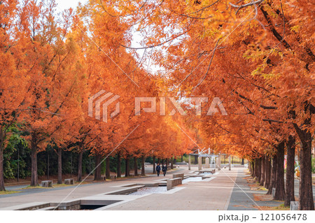 のんほいパーク、紅葉するメタセコイア並木〈愛知県豊橋市〉 121056478