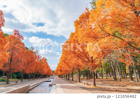 のんほいパーク、紅葉するメタセコイア並木〈愛知県豊橋市〉 121056482