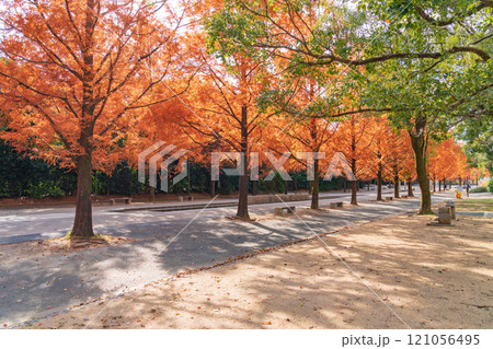 のんほいパーク、紅葉するメタセコイア並木〈愛知県豊橋市〉 のんほいパーク、紅葉するメタセコイア並木〈愛知県豊橋市〉 121056495