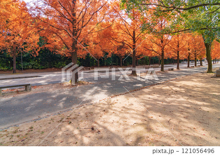 のんほいパーク、紅葉するメタセコイア並木〈愛知県豊橋市〉 のんほいパーク、紅葉するメタセコイア並木〈愛知県豊橋市〉 121056496