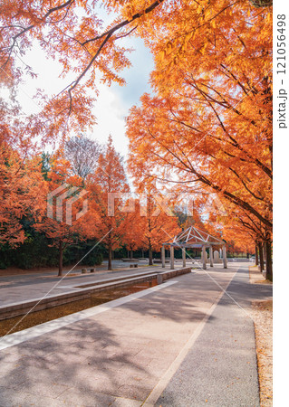 のんほいパーク、紅葉するメタセコイア並木〈愛知県豊橋市〉 のんほいパーク、紅葉するメタセコイア並木〈愛知県豊橋市〉 121056498