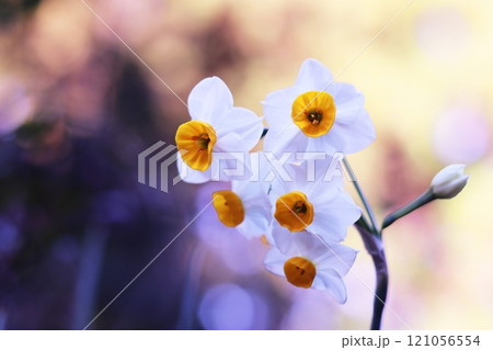 美しい水仙の花 121056554