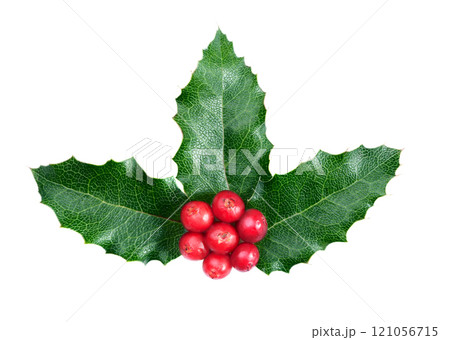 Holly berry leaves Christmas decoration on white background Holly berry leaves Christmas decoration on white background 121056715