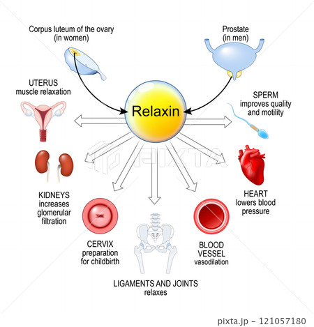 Relaxin hormone. Pregnancy hormone Relaxin hormone. Pregnancy hormone 121057180