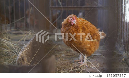 Brown chickens are a household. The friendly brown chickens are pets with high egg production and the ability to hatch to provide 300 eggs per year. 121057357
