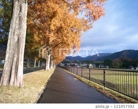 湖北の紅葉したメタセコイア街道付近 121057382