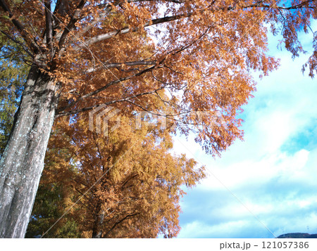 湖北の紅葉したメタセコイア街道付近 121057386