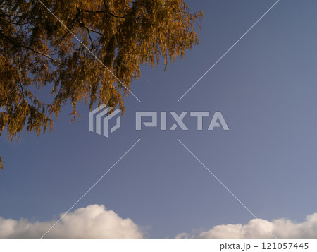 湖北の紅葉したメタセコイア街道付近 121057445