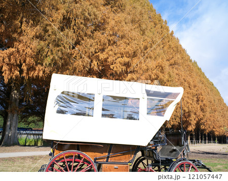湖北の紅葉したメタセコイア街道付近 湖北の紅葉したメタセコイア街道付近 121057447