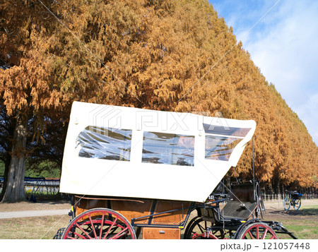 湖北の紅葉したメタセコイア街道付近 湖北の紅葉したメタセコイア街道付近 121057448