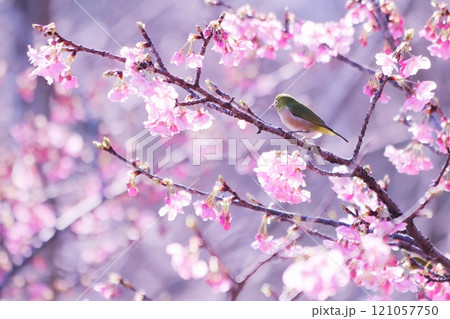 春の梅の枝にとまるかわいいメジロ 121057750