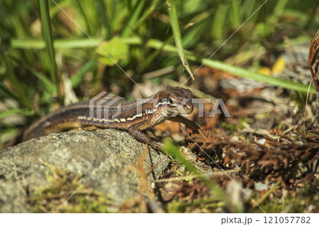 地面にいたトカゲ 地面にいたトカゲ 121057782